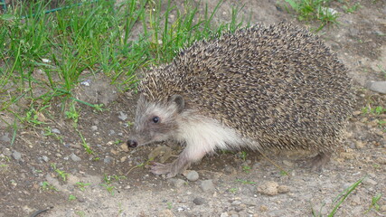 hedgehog, wild, native, 
hedgehog on grass in the garden in summer
European hedgehog
hedgehog is looking forward. 
blue eyes, animals, animal, wild nature, wildlife, forest, woods, animals in the city