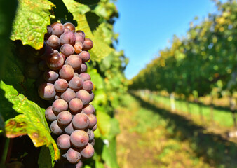 Grape fruit in vineyard vine farm