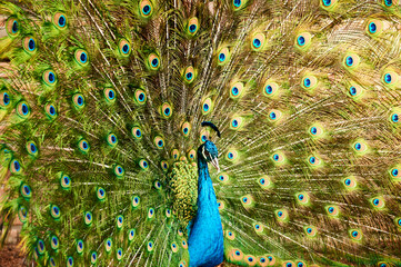 Obraz premium Close up of a majestic peacock