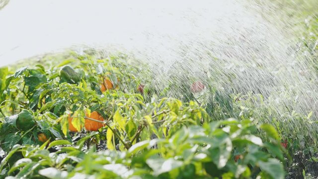 Planting peppers at home. Watering of pepper on a kitchen garden. Cultivation of a harvest. Irrigation or watering of vegetables when growing food products.