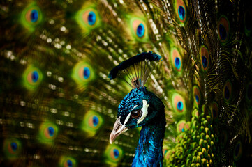 Fototapeta na wymiar Close up of a majestic peacock