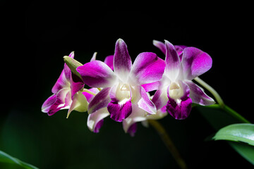 purple orchids flower close up