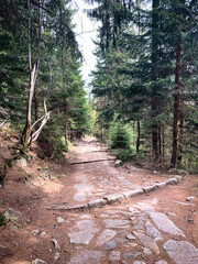 Forest path in Karpacz, polish mountains, Poland