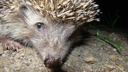 Close up hedgehog
Hedgehog in the garden
European hedgehog. Scientific name: Erinaceus europaeus. delightful summer scene. hedgehog is looking forward. wild nature, forest, woods, 
animals in the city