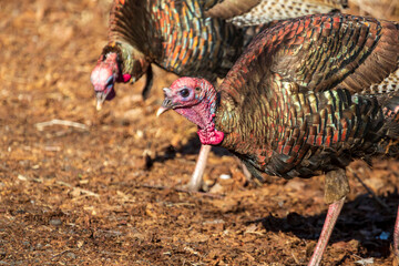Close up of a bronze turkey looking for food on the ground