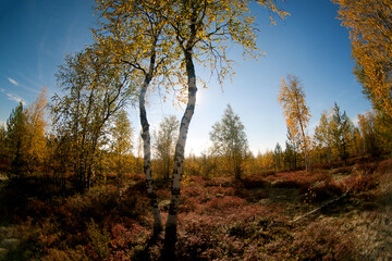 North bright colorful autumn forest in sunny october day