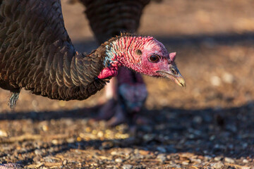 A large male bronze turkey, with a red head and horn, looks and pecks the forest floor for food as...