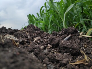black sand from Indian village farm with sugarcane field beside