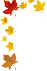 Frame from autumn colored leaves of different types on a white background.