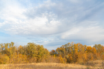 autumn forest landscape with blue sky background