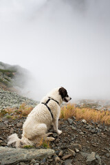 white dog in foggy mountains