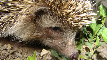 Close up hedgehog
Hedgehog in the garden
European hedgehog. Scientific name: Erinaceus europaeus. delightful summer scene. hedgehog is looking forward. wild nature, forest, woods, 
animals in the city