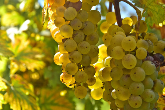 Bunch of white grape fruit vineyard harvest