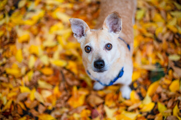 Jack Russell Terrier In Autumn Park