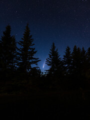 Tree tops and a comet © Mischa