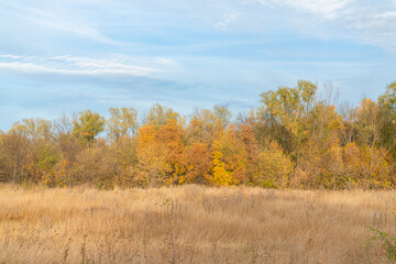 autumn forest landscape with blue sky background
