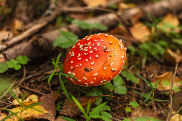 Fly agaric in forest in autumn foliage