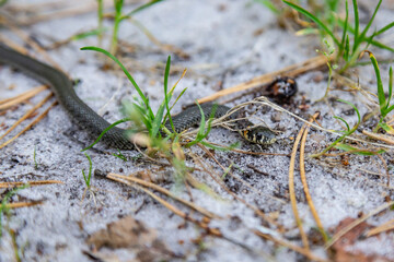 A small grass snake Natrix crawls in the forest on the forest sandy soil close-up. Horizontal orientation. High quality photo