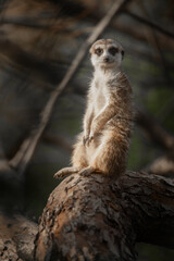 A cheerful and vigilant self-confident little meerkat animal with
