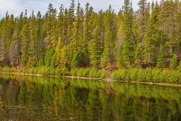 lake in the forest