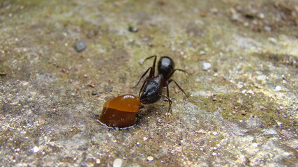 ant.
worker ant.
ant is eating sugar.
close up of ant are working.
closeup ants.
macro photo.
insects, insect, bugs, bug, animals, animal, wildlife, wild nature, forest, woods, garden, park