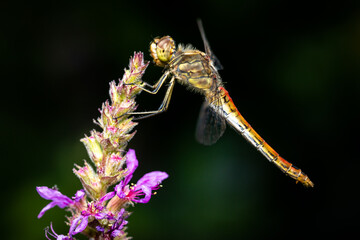 a dragonfly resting on a purple flower