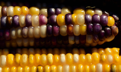Close up of colorful ornamental corn, with red and yellow corn kernels, as a background in autumn
