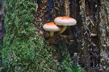 Mushrooms in Brittany woods in the north-west of France (Rennes, France). 