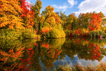 Fototapeta premium Autumn foliage in Pavlovsky park, Pavlovsk, Saint Petersburg, Russia