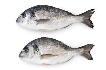 Fish dorado isolated on white background with clipping path and full depth of field. Top view. Flat lay