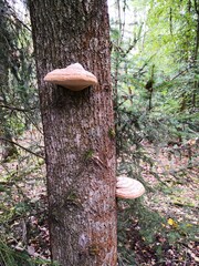 mushroom in the forest