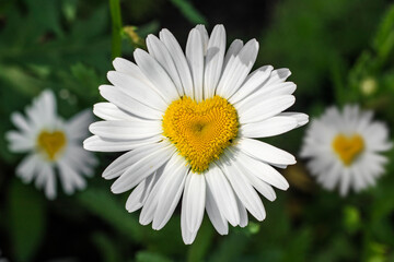 Chamomile flower with heart shaped core in the meadow