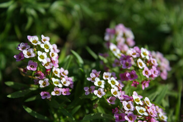 White and violet tiny Alyssum florets with yellow small stamens. Beautiful blooming wallpaper.