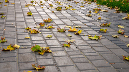 Close-up autumn red leaves lie on the pavement