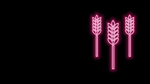 Glowing neon line Cereals set with rice, wheat, corn, oats, rye, barley icon isolated on black background. Ears of wheat bread symbols. 4K Video motion graphic animation