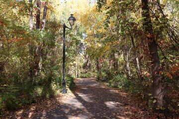 footpath in the park in autumn