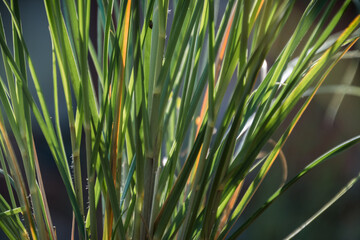 Gras im herbstlichen Licht