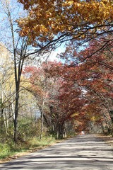 autumn in the forest