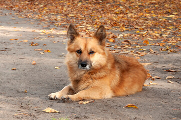 Cute ginger dog in yellow leaves