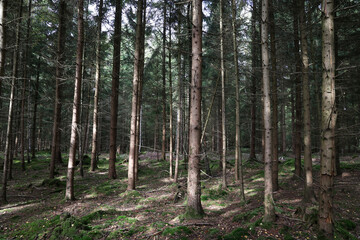 Trunks of trees in a coniferous forest