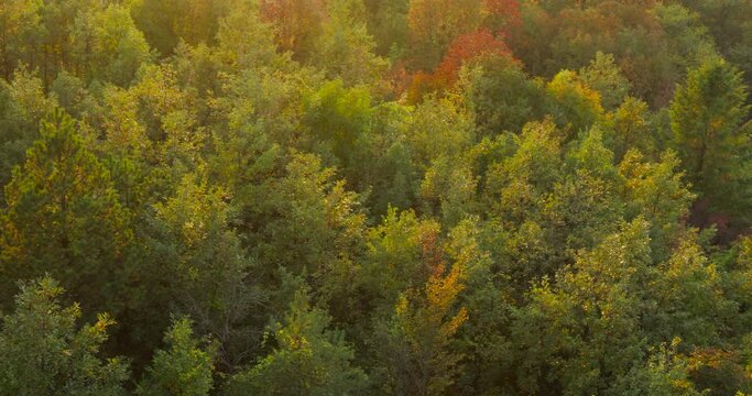Top down autumn wood. Nature background. Aerial top view of autumn forest with colorful trees. Trees with bright yellow foliage.