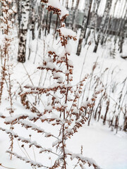 Dry plant close-up in the snow in the winter forest. Mobile photo. Neutral palette. Dry plant close-up in the snow in the winter forest. Mobile photo. Neutral palette. Abstract background, snowy herbs
