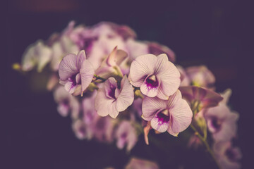 purple orchids flower close up
