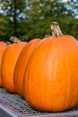 Fall harvest, line of classic orange pumpkins outside on a metal wall

