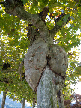 Large Burl On Plane Tree