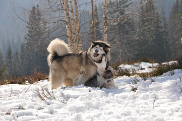 Naklejka premium husky dogs in snow