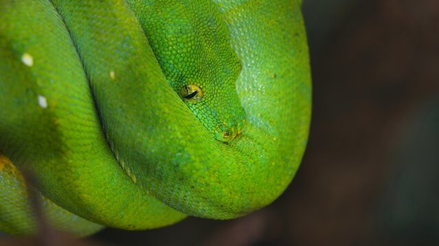 Green tree python Morelia viridis. Young green snake folded on a stick.