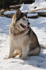 husky in snow