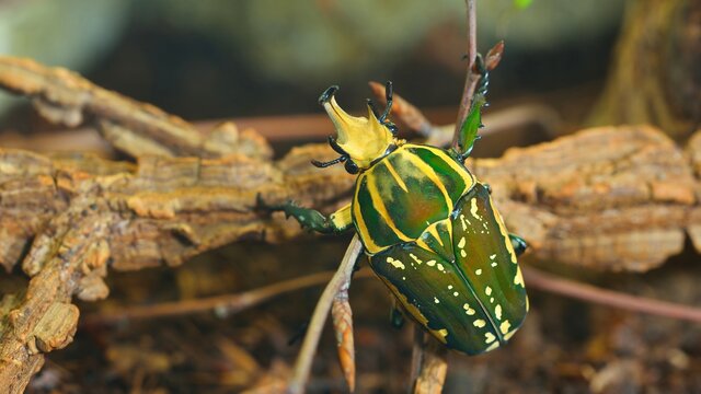 Green flower beetle (Chelorrhina polyphemus confluens) in terrarium. Flower chafer, scarab.