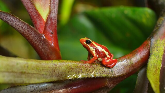 Small striped red frog Epipedobates tricolor sitting on colourful exotic plants in natural rainforest environment. Colourful tropical frog.